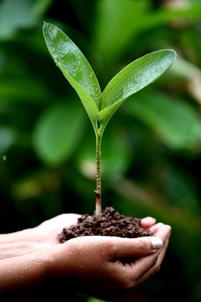 Two hands holding a young green plant